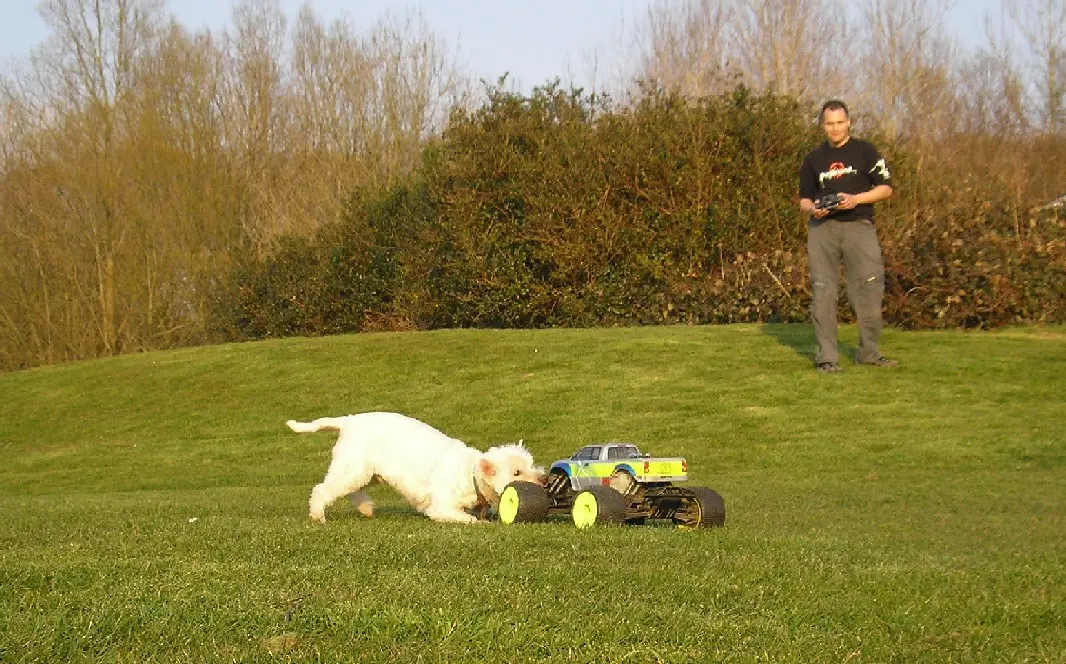 Scolton Savage-Westie 2 R.webp