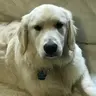 Alan